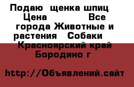 Подаю. щенка шпиц  › Цена ­ 27 000 - Все города Животные и растения » Собаки   . Красноярский край,Бородино г.